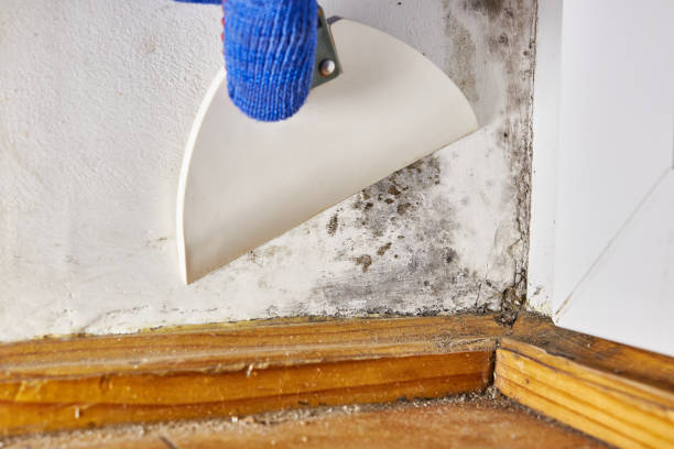 Best Mold Damage Restoration  in Kathleen, FL